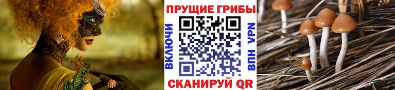 Купить  Канск  Галлюциногенные грибы MAGIC MUSHROOMS 