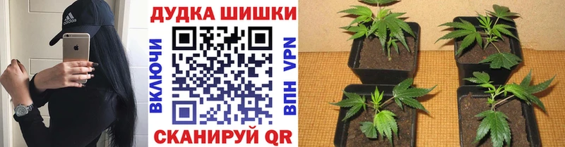 Конопля AK-47  Купить  Канск 